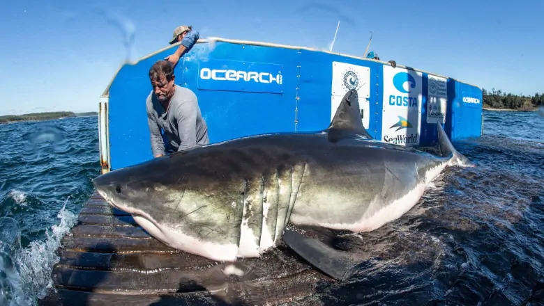 Why more great white sharks are showing up in Atlantic Canada | CBC News