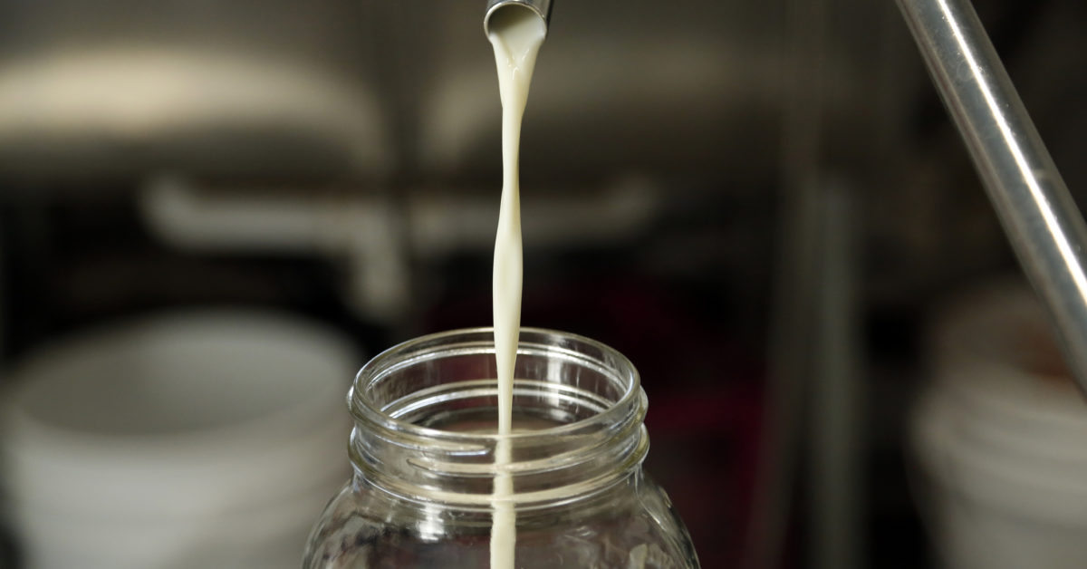 Raw milk might harbor antibiotic-resistant bacteria