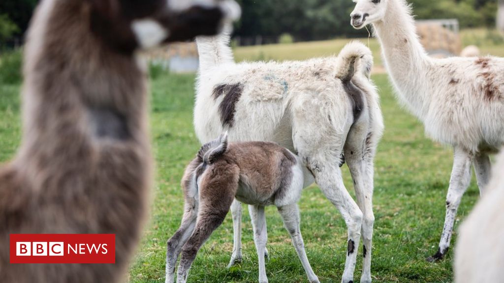 Coronavirus: Llamas offer essential to immune therapy