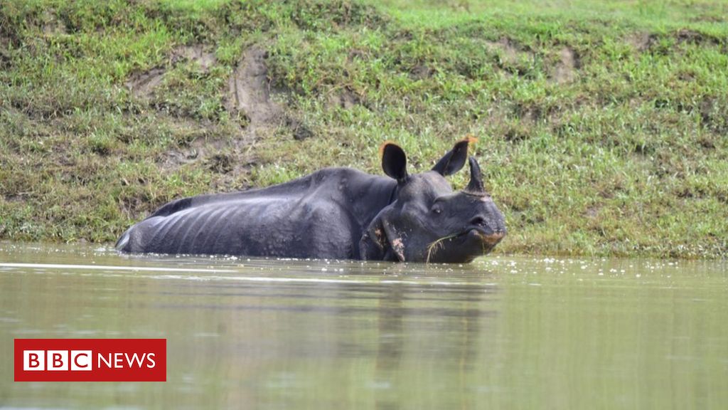 A number of unusual rhinos die in flooded Indian park