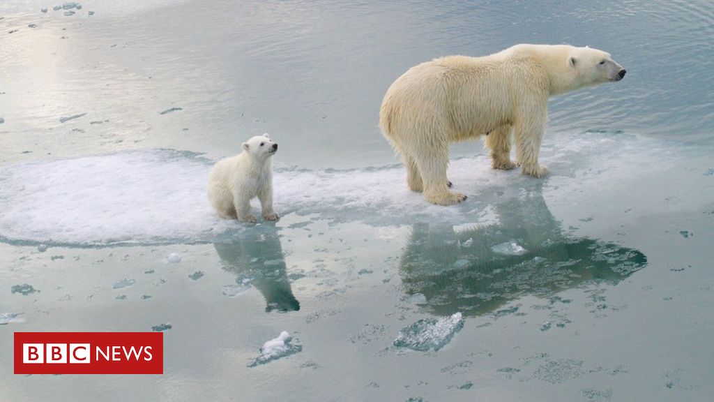 Climate change: Polar bears could be lost by 2100