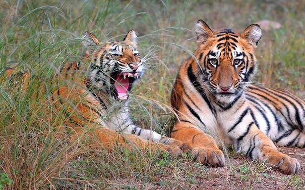 Conservationists elated as Andhra Pradesh sees remarkable boost in tiger numbers