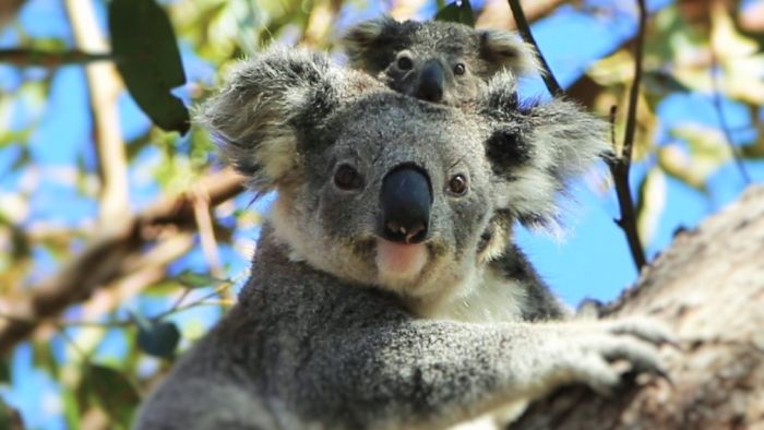 3 billion animals killed or displaced in Black Summer bushfires, study estimates