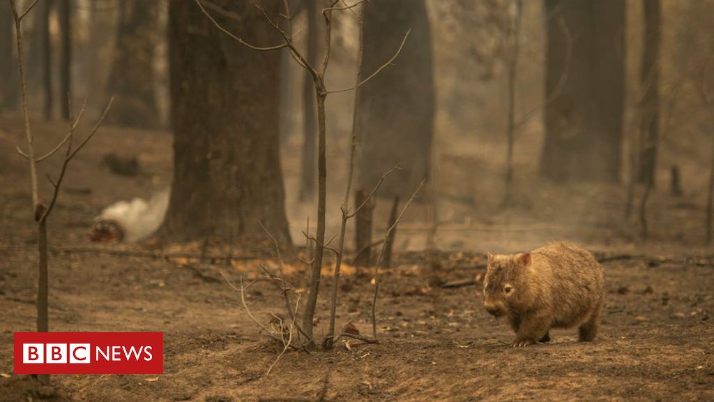 Australia’s fires ‘eliminated or damaged 3bn animals’