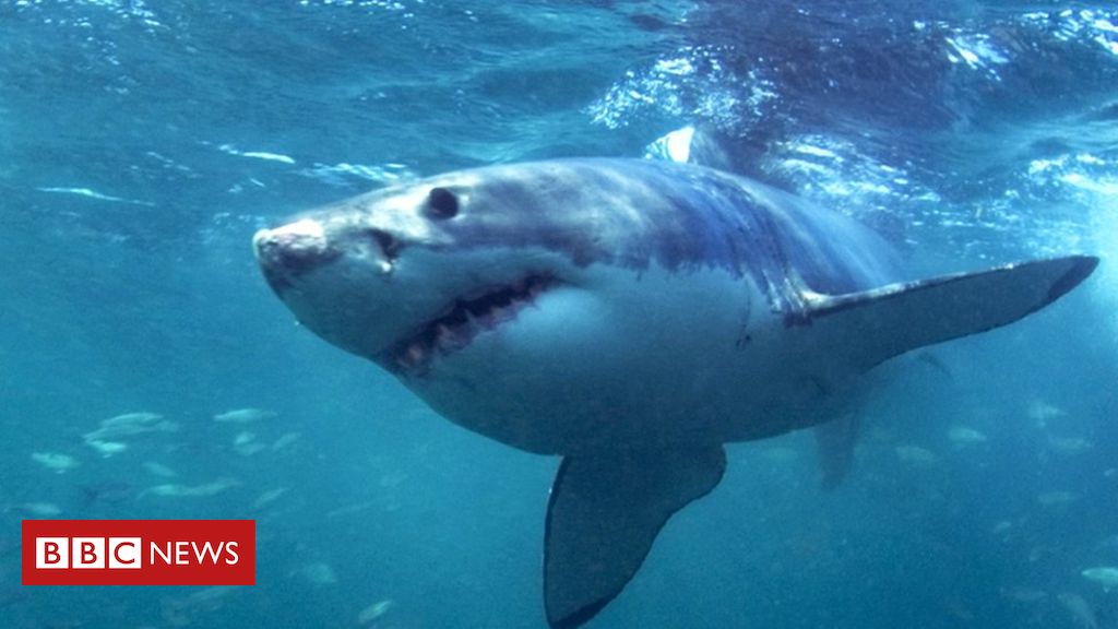 Female passes away in unusual shark attack off Maine