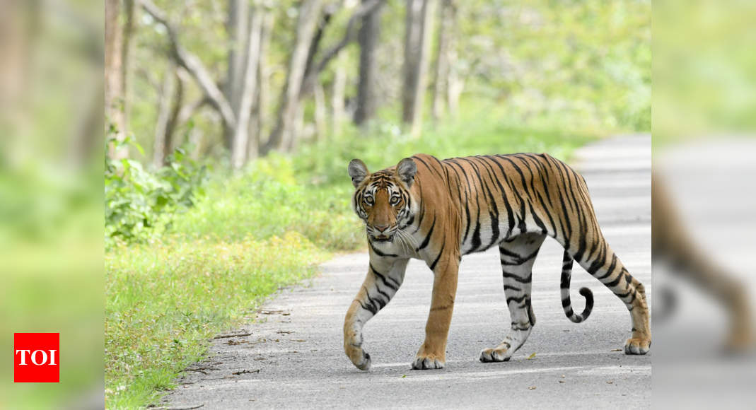 Corbett tops in tiger count, Madhya Pradesh pips Karnataka