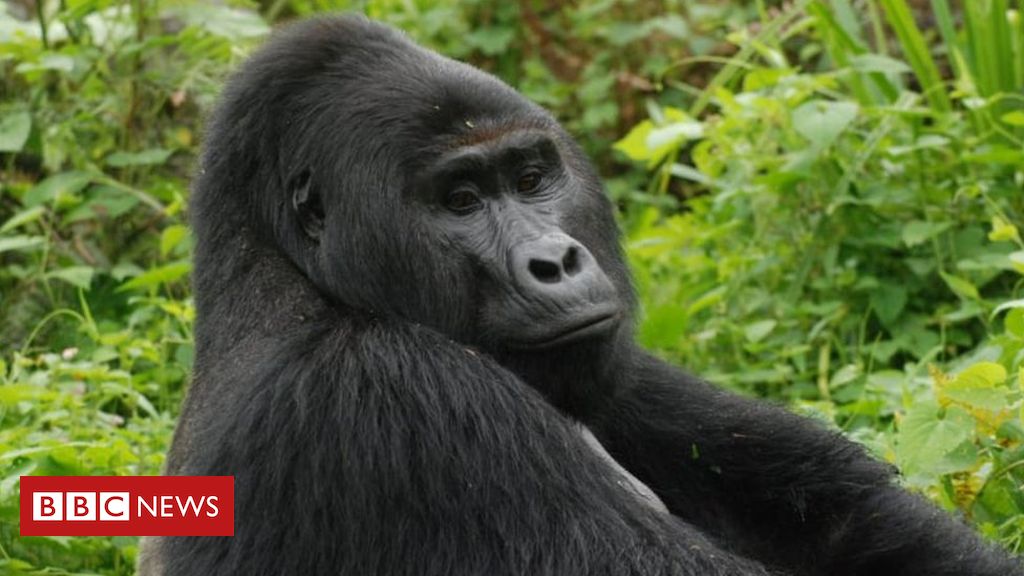 Killer of uncommon gorilla Rafiki jailed for 11 years