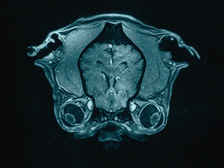 Human brain is not more efficient than other mammals’ brains