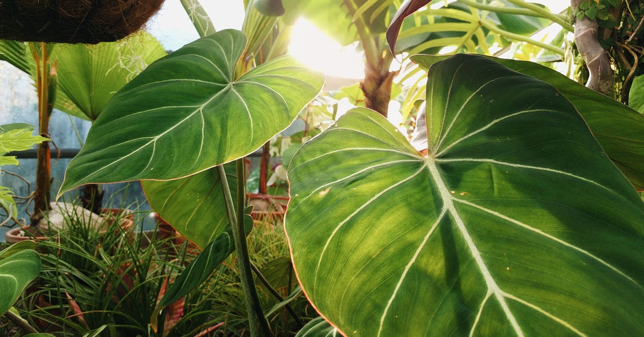 Why Are Plants Green? The Answer Might Work on Any Planet