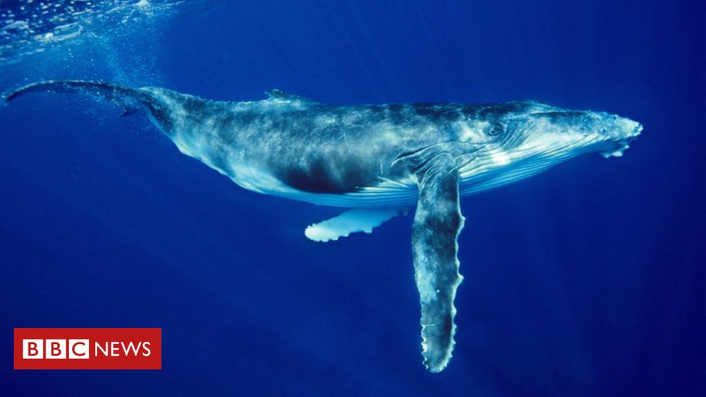 Tourist ‘crushed’ by humpback whale in Australia