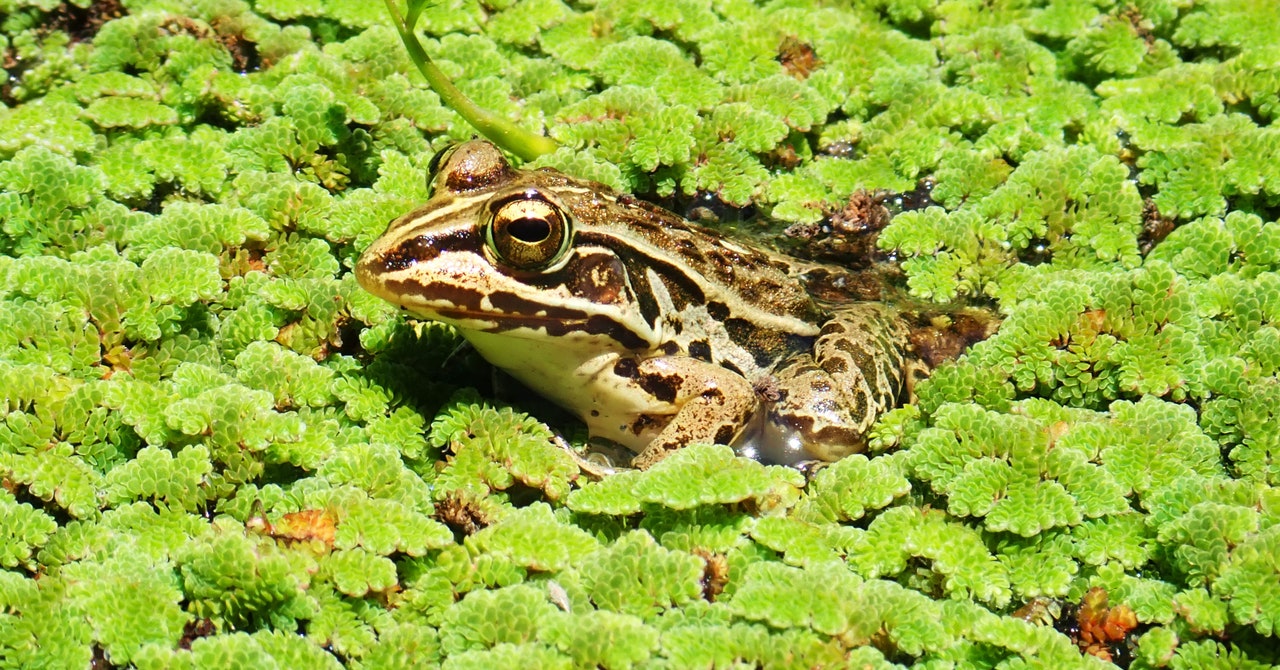 Frog Eats Beetle. Beetle Crawls Through Guts to Escape