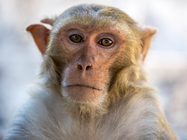 COVID-19 vaccine successfully protects macaques against virus