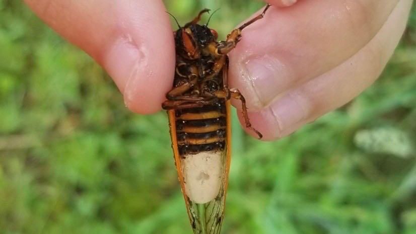 ‘Zombie cicadas’: The mind-controlling fungi infecting bugs like a STD