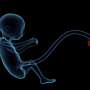 Nanoparticles can cross the placenta throughout pregnancy, possibly exposing fetus