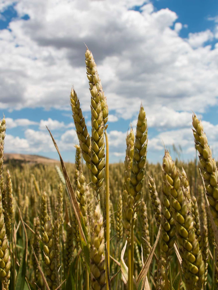 Victorian, NSW farmers commemorate fall break with once-in-a-century string of great seasons