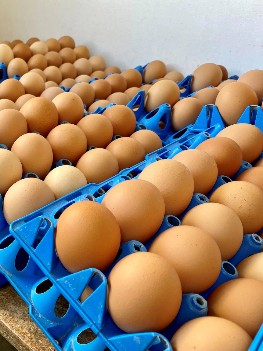 Cost of eggs might increase as input expenses, decreased flocks, leaves farmers short after COVID-19 lockdowns