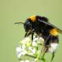 Bumblebees’ nutrition affects their pesticide resistance