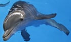 Dolphin’s stabbing death examined by Florida wildlife authorities