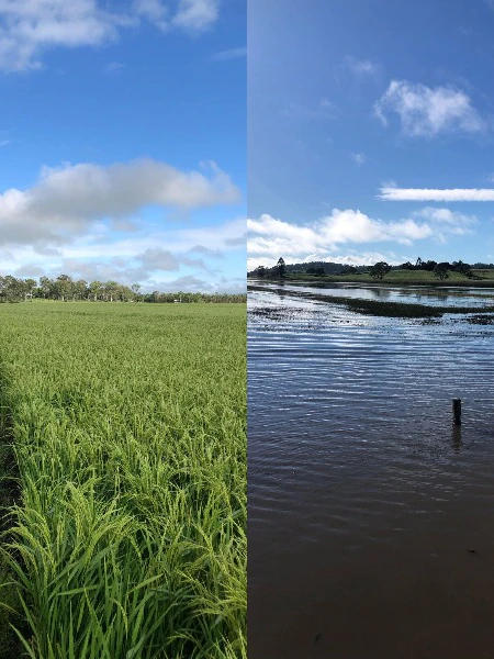 Versus the grain: Northern Rivers rice growers state market ‘monopoly’ blocking development