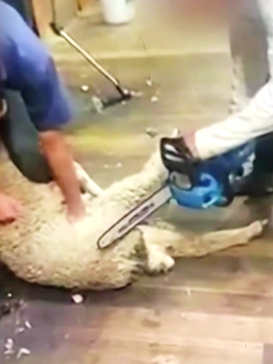 RSPCA left ‘speechless’ over chainsaw shearing video as individuals recognized, cops prepare for charges