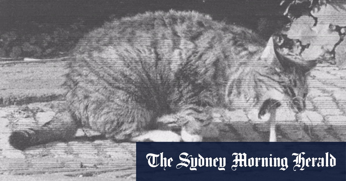 Vomiting cats, conflict scenes and art noise: Australia’s excessive-dread tell in Venice – Sydney Morning Herald