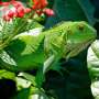 Ecotourism is causing northern Bahamian rock iguanas a sugar excessive