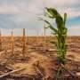 Local weather exchange is altering the seasonal rhythm of plant existence-cycle events