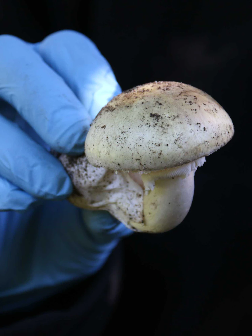 Poisonous mushroom warning issued for Victorians and their pets