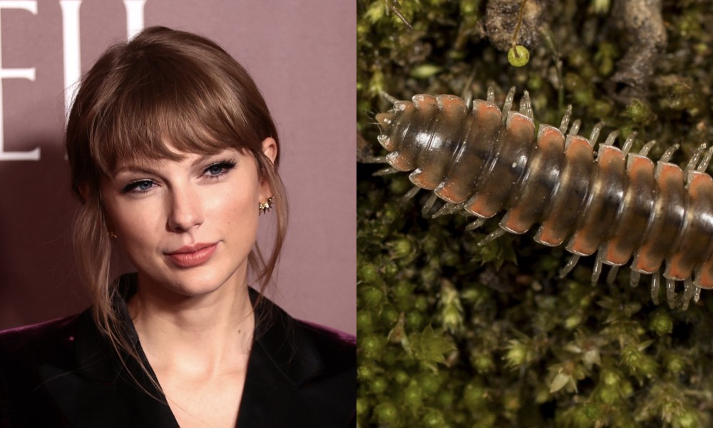 An Entomologist Named A New Millipede Species After Taylor Swift; Twitter Reacts