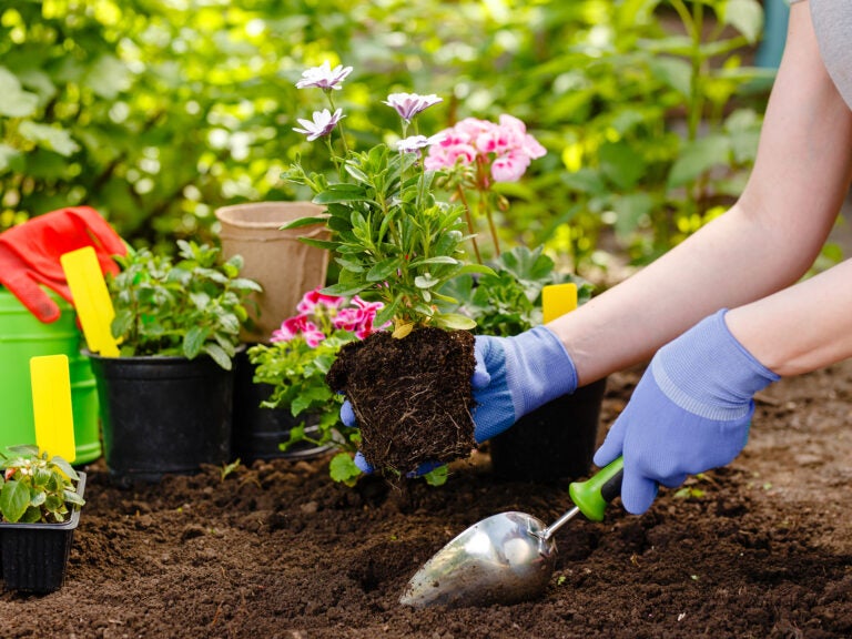 Why gardening shouldn’t just correct be a pandemic-time model