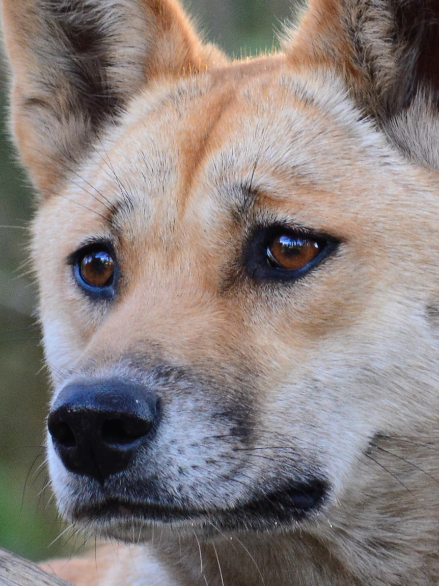 Right here’s pure dingo Sandy Maliki. She’s appropriate helped answer a key inquire of: Is she descended from wolves or dogs?