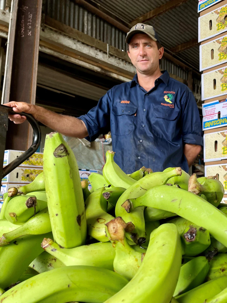 Bananas used to be the king of Australia’s fruit bowl — so why don’t appear to be we procuring them?