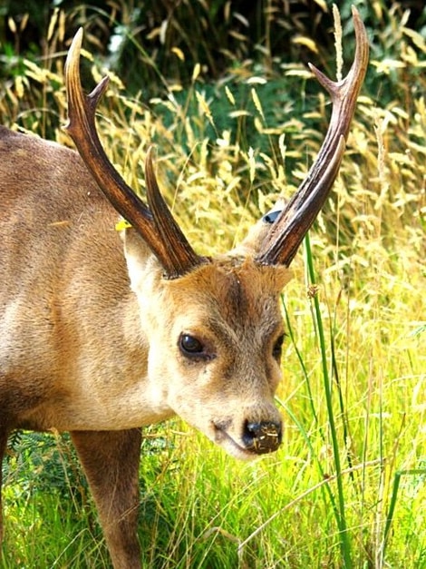 Deer numbers out of withhold watch over and ‘a predominant self-discipline’, landholders notify