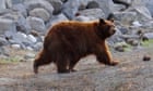 California household discovers 5 bears hibernating in crawlspace under dwelling