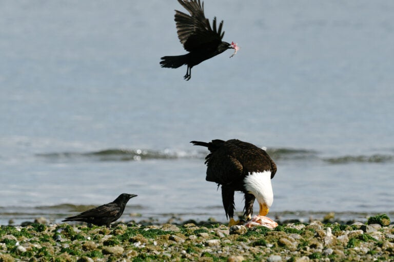 Crows and ravens flexed smarts and energy for world dominance