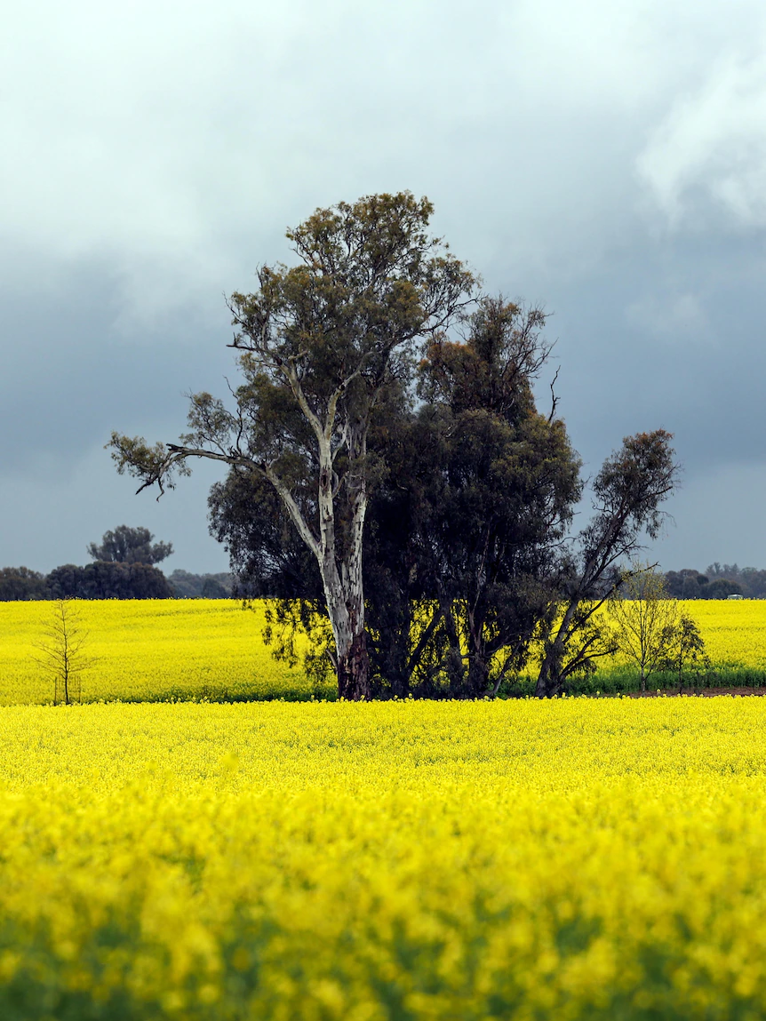 ‘Mammoth’ canola costs as Indonesia bans palm oil export mean correct info for Australian growers