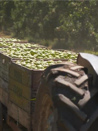 Labor turns its serve on Ag Visa, seems to Pacific to absorb farm employee scarcity