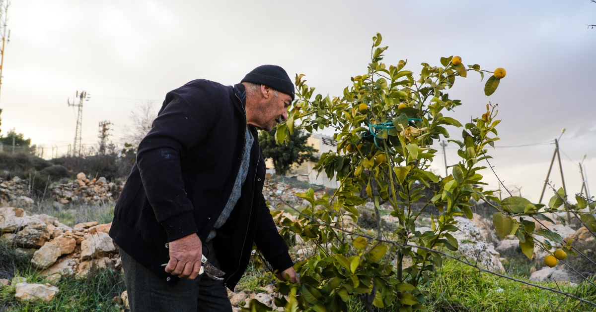 A microcosm of Palestinian fight: One family’s lifestyles in Hebron