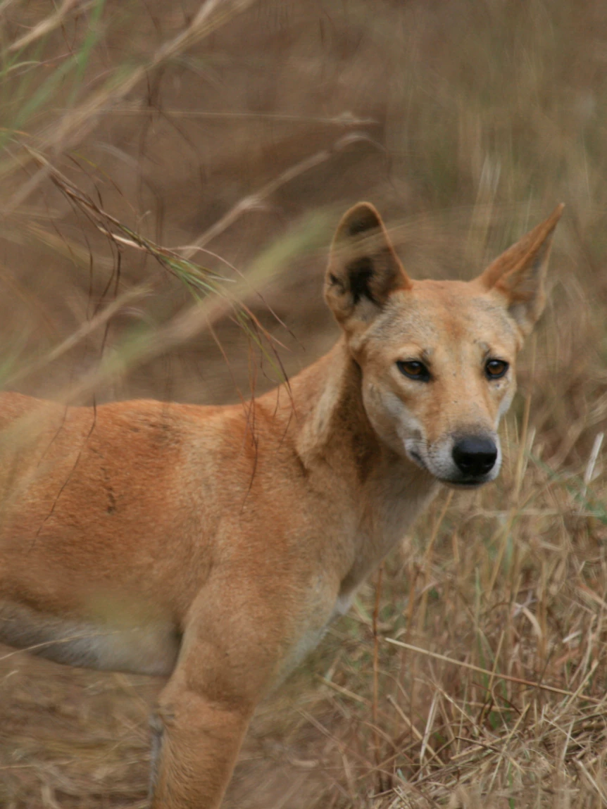 General pest defend watch over systems are killing native wildlife, nonetheless there are safer alternate suggestions