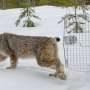 Canada lynx protections deal sealed by US, environmentalists