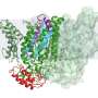 Contemporary analysis on intramembrane proteases would possibly per chance perhaps lead to sleek Alzheimer’s treatments