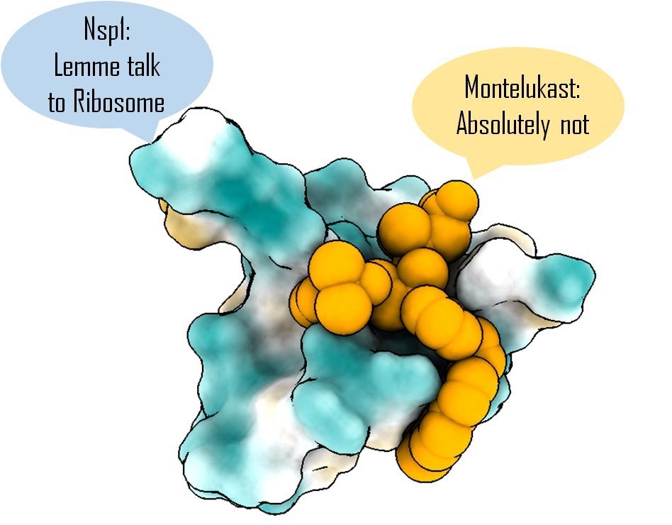 Asthma Drug Montelukast (Singulair) Can Block Well-known COVID Protein, Lowering Viral Replication