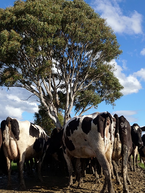 Victorian dairy election delayed as membership stoush ends up in court