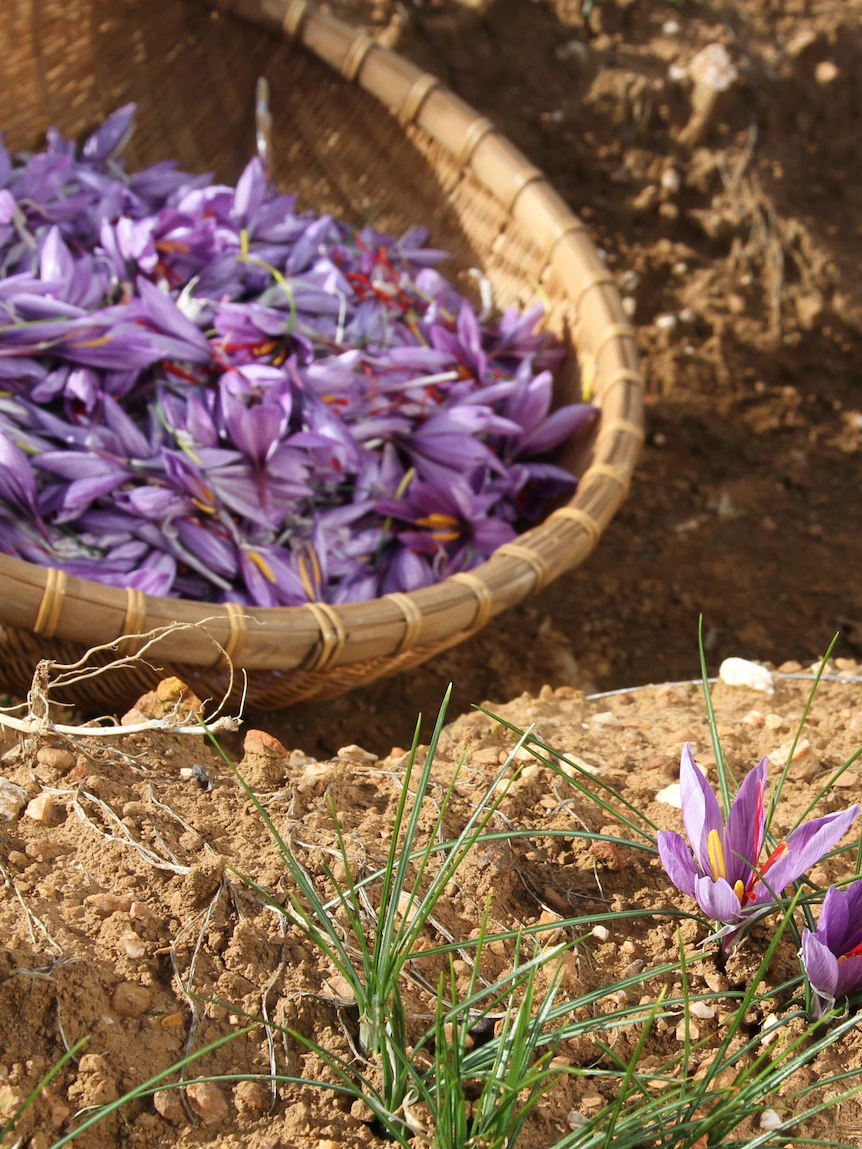 Saffron growers work around the clock to pick precious spice, keep bees in line