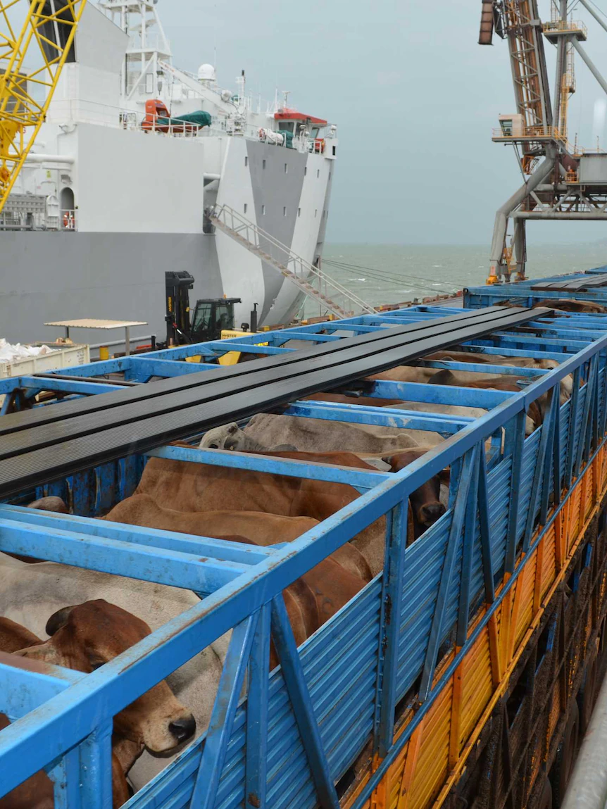 Live cattle exports to Vietnam expected to be slow this year