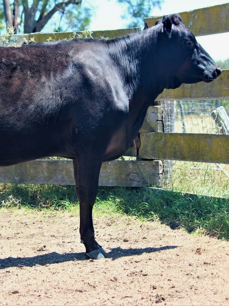 If you think steak is pricey right now, how about paying $400,000 for a single cow?