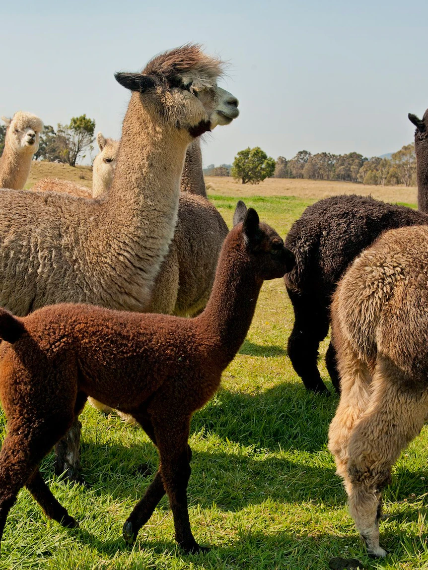 How to avoid being fleeced by scammers in online alpaca swindle