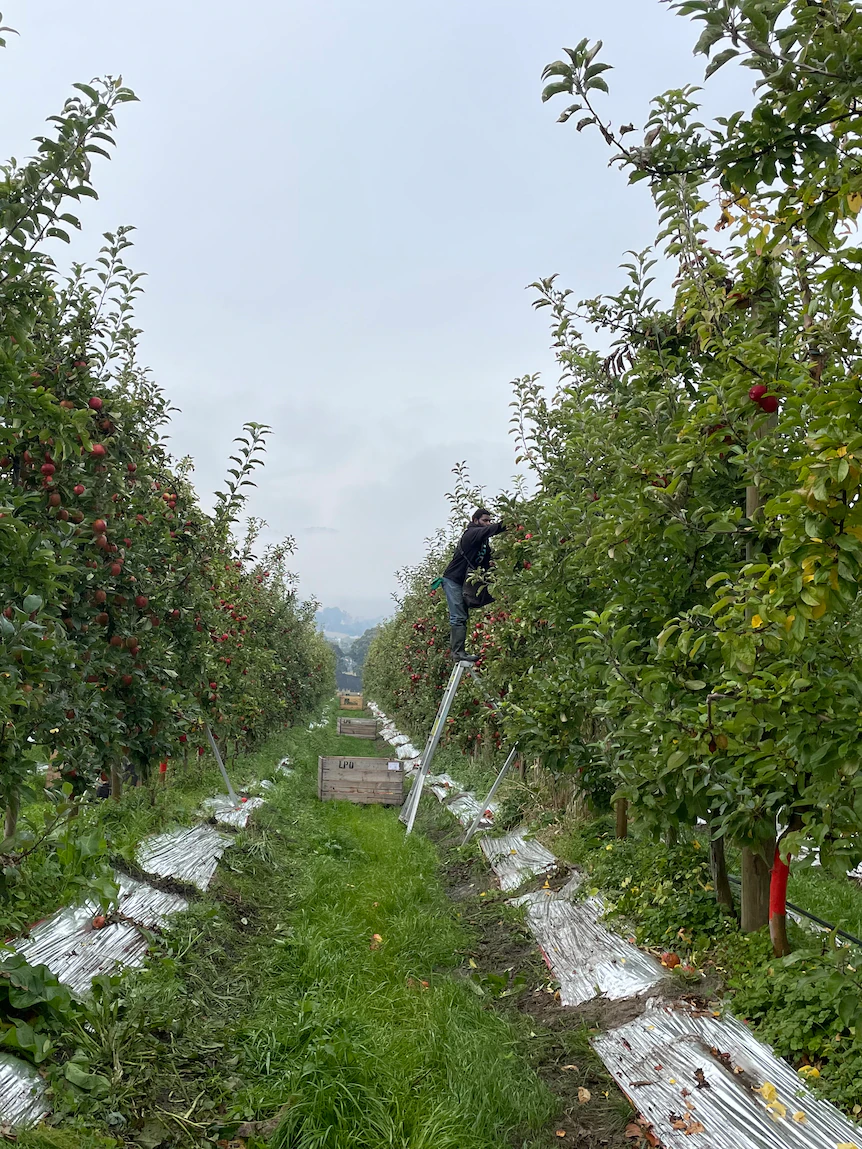 From today, fruit pickers can’t earn less than $25.41 an hour and you might see that price in your basket