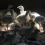 First recent US case of human bird flu confirmed in Colorado