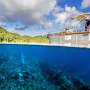 New research recommends multinational ocean sanctuaries to help corals survive climate change